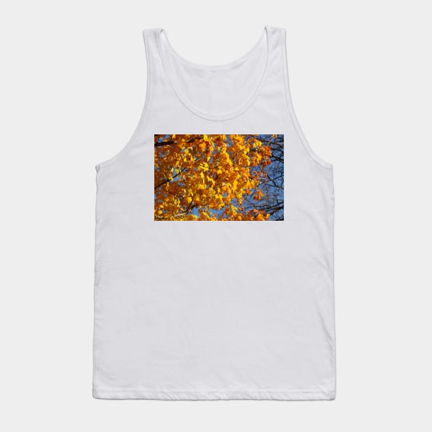 Maple (Acer ), golden yellow autumn leaves hanging from a tree, Germany Tank Top by Kruegerfoto